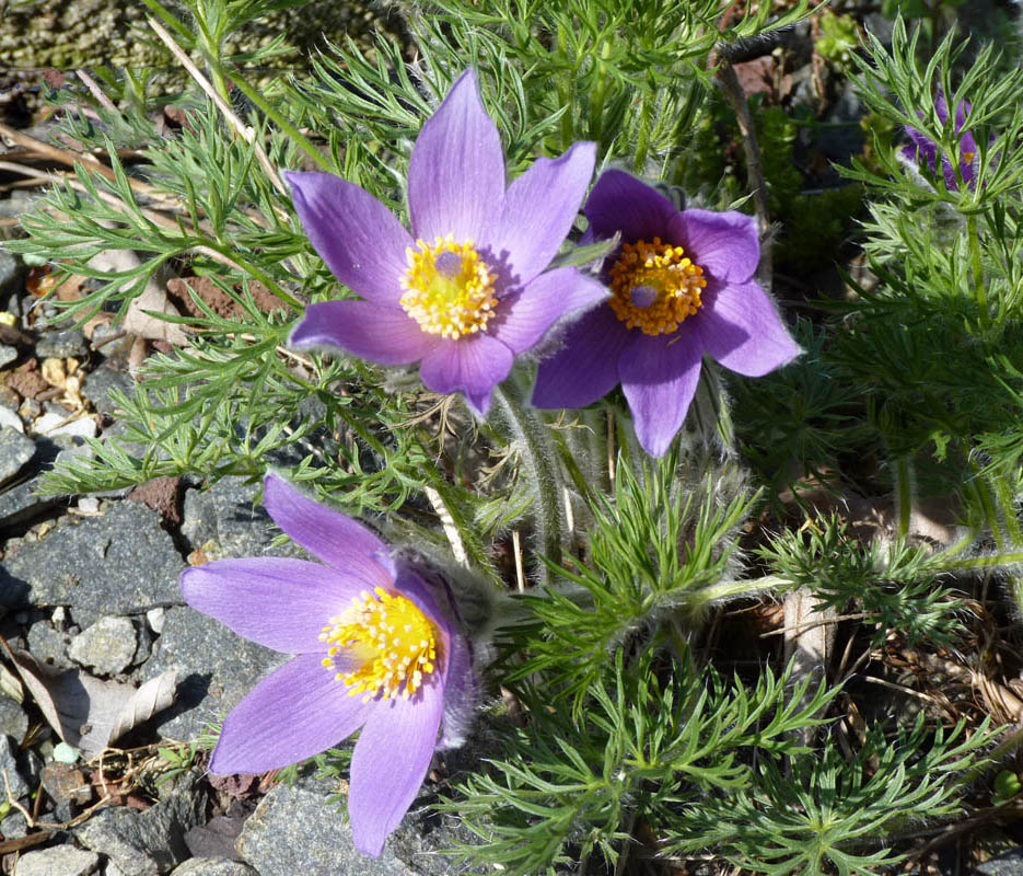 Pulsatilla vulgaris